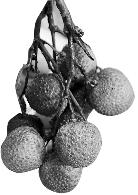 山竹、荔枝迎來上市高峰