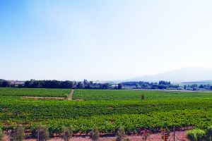 白金漢酒莊葡萄園