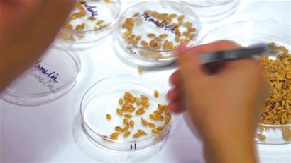 一件藝術(shù)作品成功的關(guān)鍵,不僅僅是藝術(shù)家精湛的技藝,同等重要的是選材。如果材料不精,哪怕是最好的大師,也很難創(chuàng)造出精品。