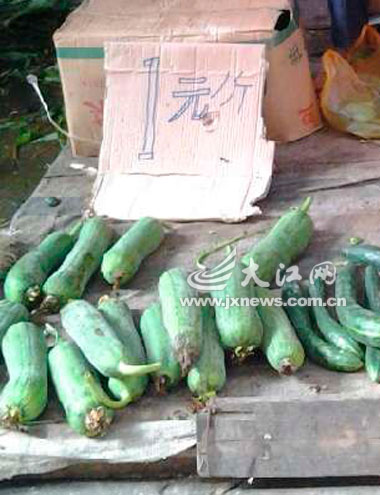 1元1斤的絲瓜。