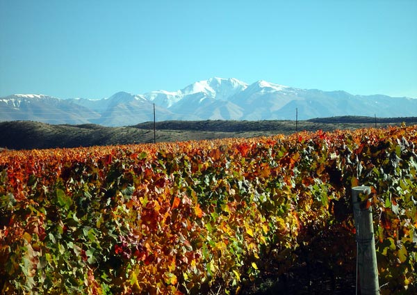 凱洛酒莊(Bodegas Caro)