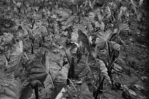 在奉化大堰南溪口,田里種植的芋艿已經全部曬死了