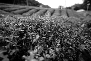 茶葉被灼傷呈紅褐色 山上毛竹成片成片枯死