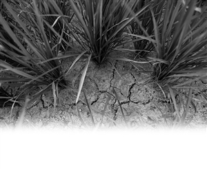 在奉化大堰南溪口,水稻田下面的泥土已經龜裂了