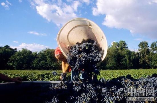 愛馬仕家族收購福卡酒莊