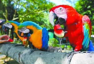 杭州高溫烤死千畝西湖龍井茶樹