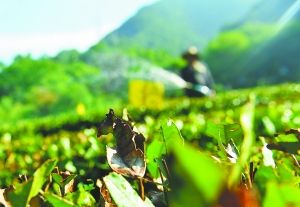 杭州高溫烤死千畝西湖龍井茶樹