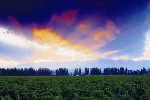 突破、推向高峰 Catena Zapata 酒莊