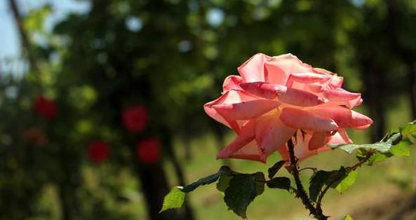 意大利 天堂酒莊的美酒與玫瑰