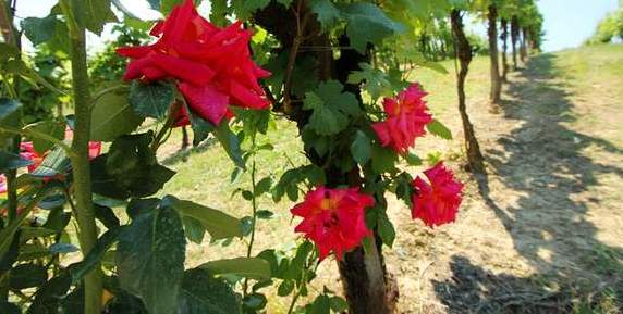 意大利 天堂酒莊的美酒與玫瑰