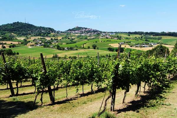 意大利 天堂酒莊的美酒與玫瑰
