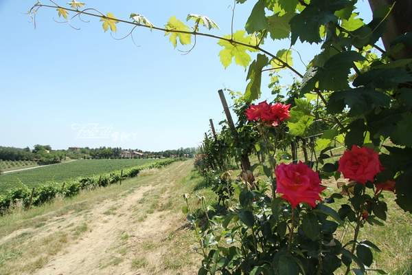 意大利 天堂酒莊的美酒與玫瑰