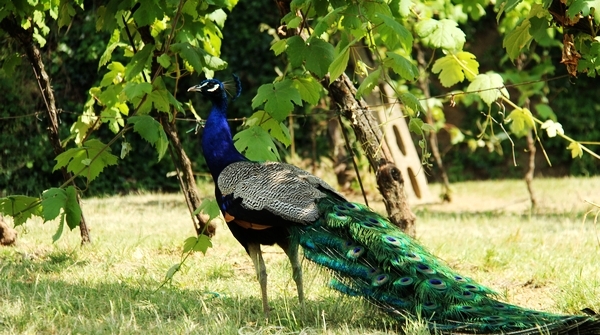 意大利 天堂酒莊的美酒與玫瑰