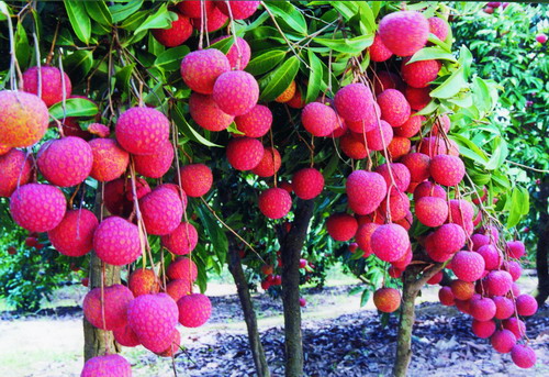 欽州紅荔 圖片來源：一笑 新浪博客