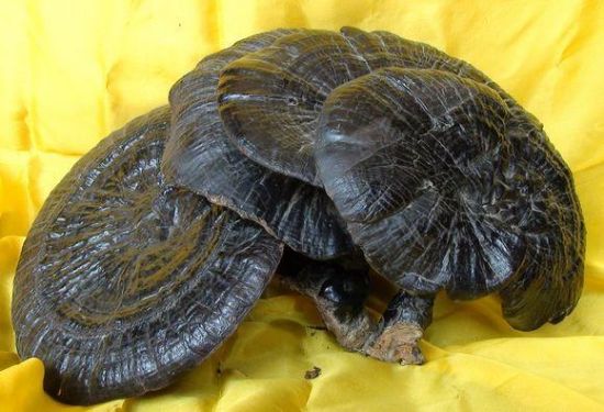 大瑤山靈芝 圖源：新浪網