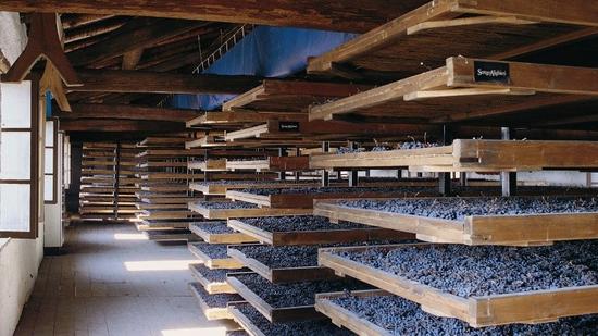 風(fēng)干中的葡萄（圖片來(lái)源：krasiagr）