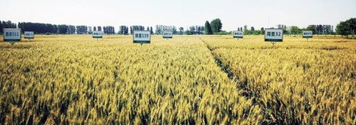 麥鄉延津起“金浪” 麥鄉延津起“金浪”