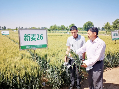 麥鄉延津起“金浪” 麥鄉延津起“金浪”