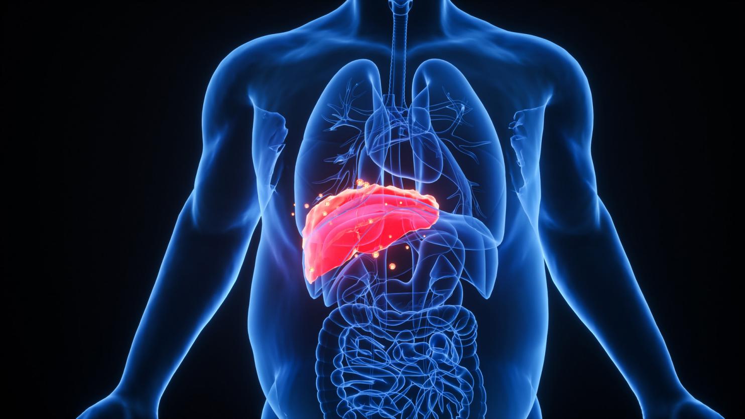 攝圖網_401860253_banner_C4D肝臟疾病(非企業商用)