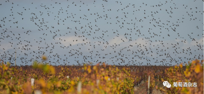 這里是動物世界？不，這是波爾多的葡萄園