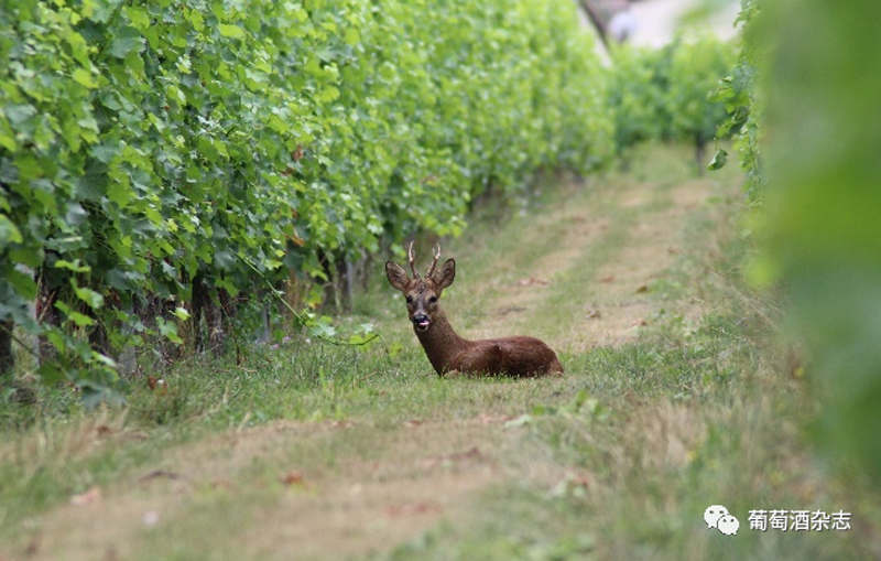 這里是動物世界？不，這是波爾多的葡萄園