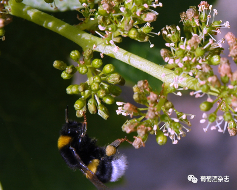 這里是動物世界？不，這是波爾多的葡萄園