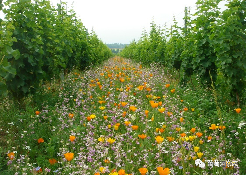 這里是動物世界？不，這是波爾多的葡萄園