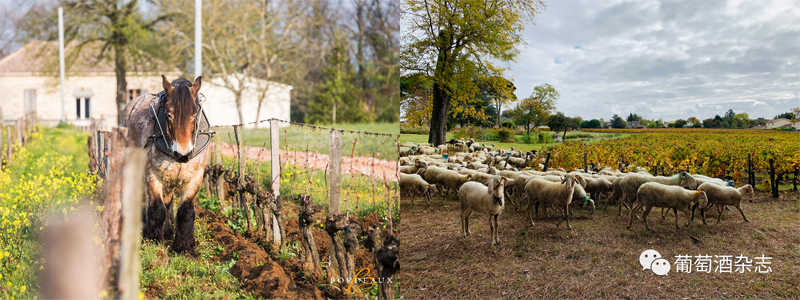 這里是動物世界？不，這是波爾多的葡萄園