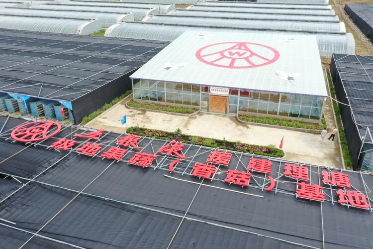 【2023企業社會責任】五糧液集團：大企業踐行大擔當 讓高原“小香菇”撐起藏區群眾增收“致富傘”_fororder_2