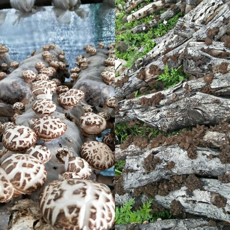 【2023企業社會責任】五糧液集團：大企業踐行大擔當 讓高原“小香菇”撐起藏區群眾增收“致富傘”_fororder_3